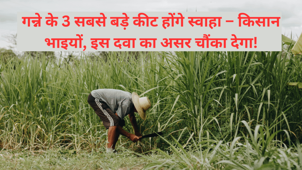 Stem Borer Remedy Sugarcane