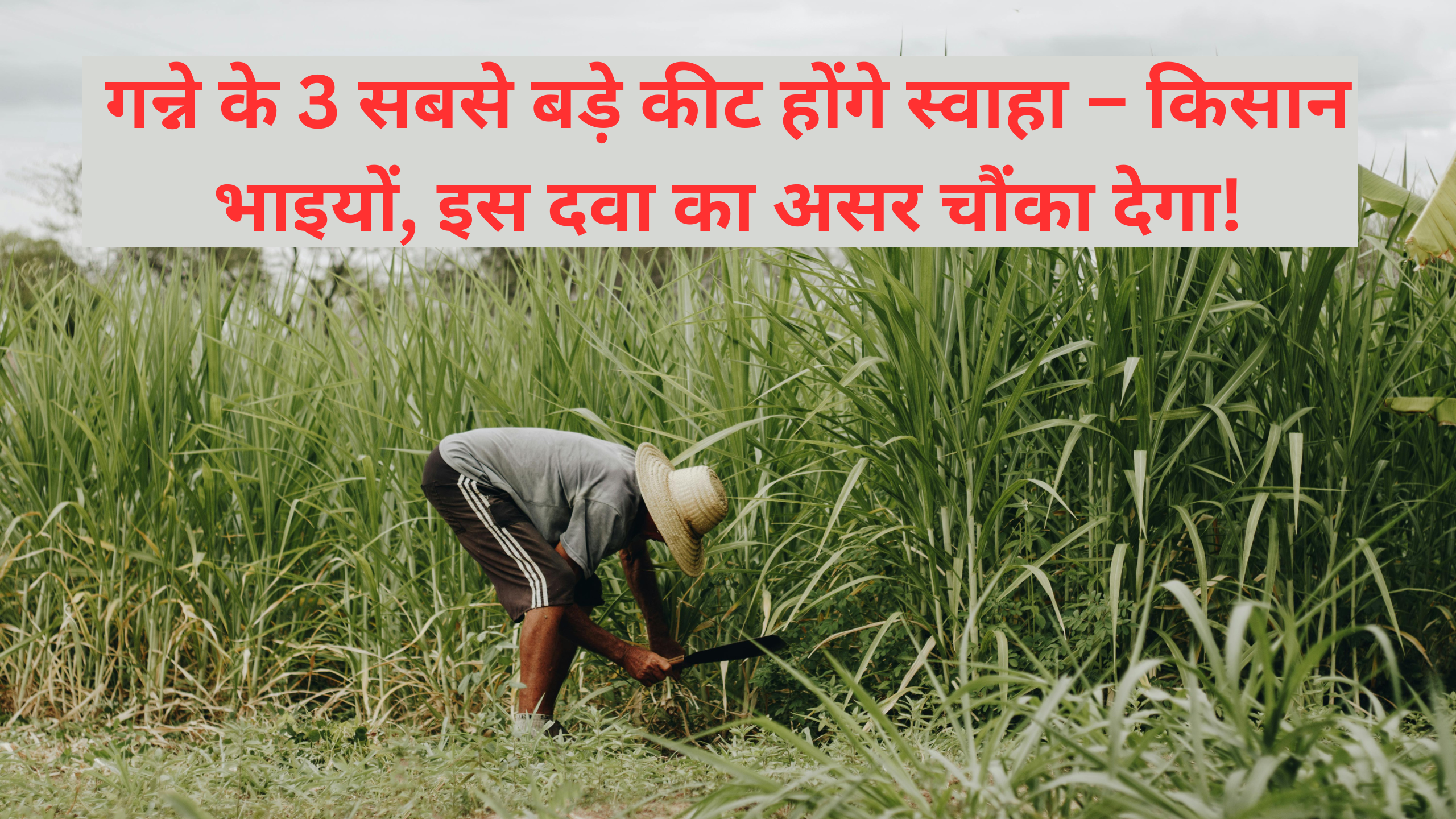 Stem Borer Remedy Sugarcane